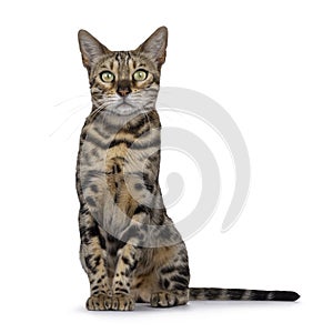 Bengal cat on white background