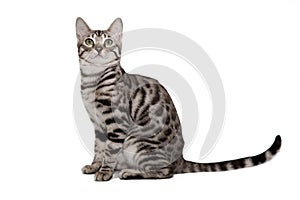 Bengal cat on white background