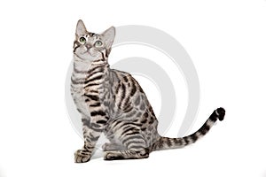 Bengal cat on white background