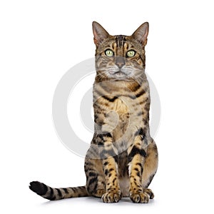 Bengal cat on white background