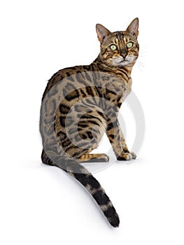 Bengal cat on white background