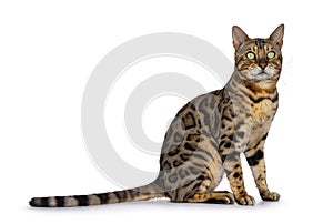 Bengal cat on white background