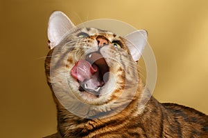 Bengal Cat Yawns on Gold background