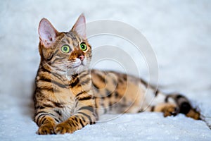 Bengal cat photo