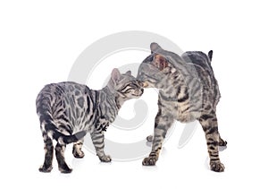 Bengal cats in studio