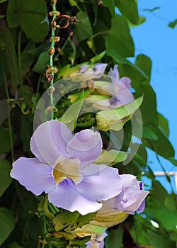 Bengal Clockvine or blue trumpet flowers Thunbergia grandiflora