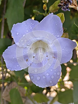 Bengal clockvine Plant in side the garden