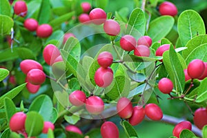 Bengal currant, Christ`s thorn, carandas plum and karanda