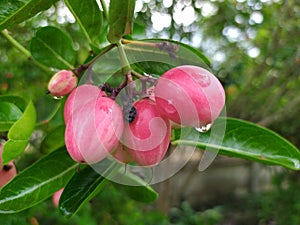 Bengal-Currants, Carandas-plum, Karanda  good taste  red  sour fruits  thailand