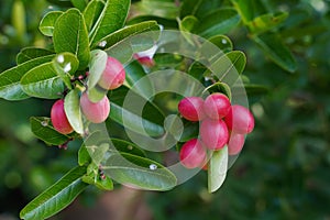 Bengal-Currants or Christ`s Thorn a very sour and testy. Thai fruit