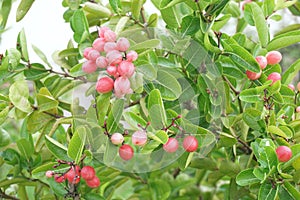 Bengal Currants fruit