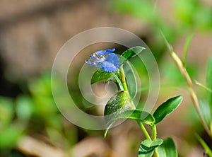 Bengal Dayflower or Whiskered Commelina or tropical spiderwort   Commelina benghalensis Plant and Flower