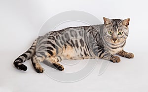 Bengal cat photo in studio photo