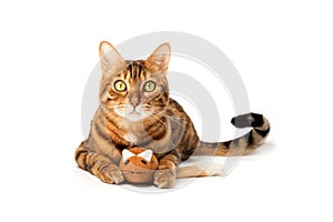 Bengal domestic cat playing with a plush mouse on a white background
