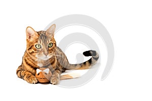 Bengal domestic cat playing with a plush mouse on a white background