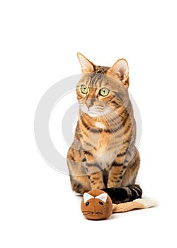 Bengal domestic cat playing with a plush mouse on a white background