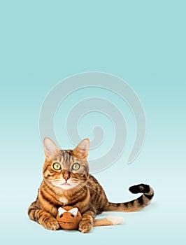 Bengal domestic cat with a plush mouse on the background
