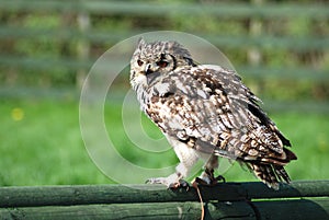 Bengal eagle owl