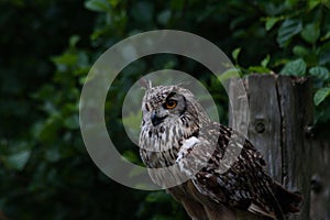 Bengal Eagle Owl