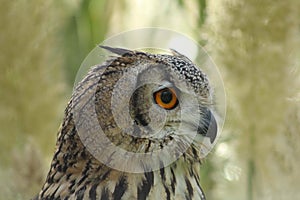 Bengal Eagle Owl - Head Shot