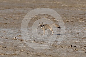 Bengal fox also known as the Indian fox or Vulpes bengalensis