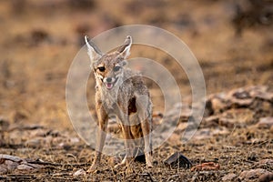 Bengal fox or Indian fox or Vulpes bengalensis head on portrait in outdoor safari at forest