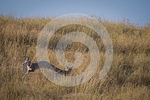 Bengal fox or indian fox or Vulpes bengalensis playing