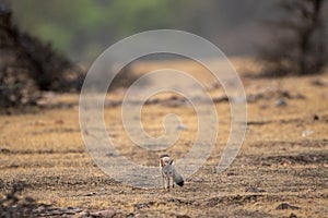 Bengal fox or indian fox or Vulpes bengalensis pup clean image playing one of plateau at ranthambore national park
