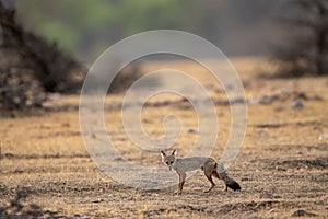 Bengal fox or indian fox or Vulpes bengalensis pup clean image playing one of plateau at ranthambore national park