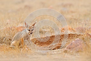 Bengal Fox, Indian Fox, Vulpes bengalensis, Ranthambore National Park, India. Wild animal in nature habitat. Fox near nest ground