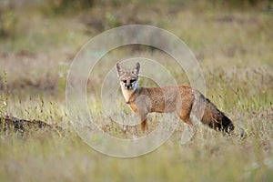 The Bengal fox, Vulpes bengalensis also known as the Indian fox,