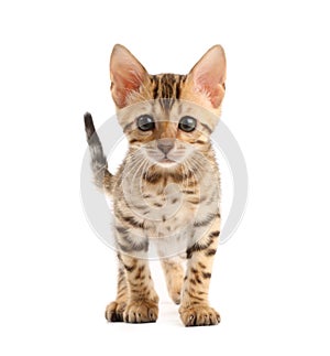 Bengal kitten