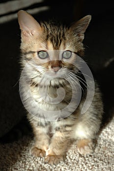 Bengal Kitten