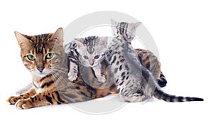 Bengal kitten and adult