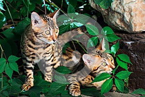 Bengal kitten alone outdoors photo