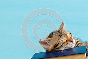 Bengal kitten asleep on blue book