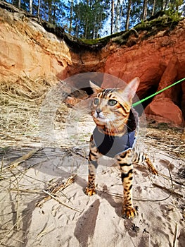 Bengal kitten on a beach