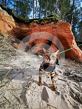 Bengal kitten on a beach