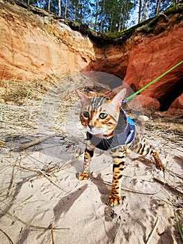 Bengal kitten on a beach