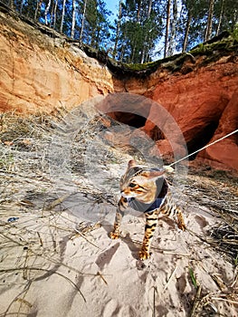 Bengal kitten on a beach