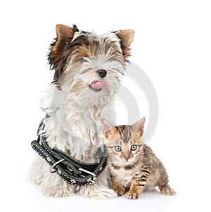 Bengal kitten and Biewer-Yorkshire terrier puppy with collar sitting together. isolated on white