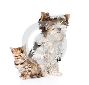 Bengal kitten and Biewer-Yorkshire terrier puppy sitting together