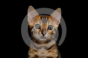 Bengal Kitten on Black Background