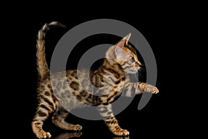 Bengal Kitten on Black Background