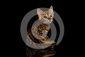 Bengal Kitten on Black Background