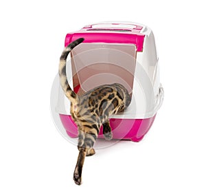 Bengal kitten enters an enclosed litter box through a hanging door