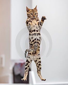 A Bengal kitten jumping in the air with claws out