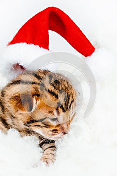 Bengal kitten in a New Year& x27;s Santa hat.Two week old Small newborn Bengal kitten on a white background.Close-up.