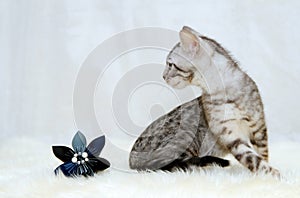 Bengal kitten and origami flower on a sheep skin