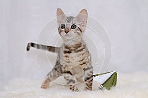 Bengal kitten with an origami flower on a sheep skin